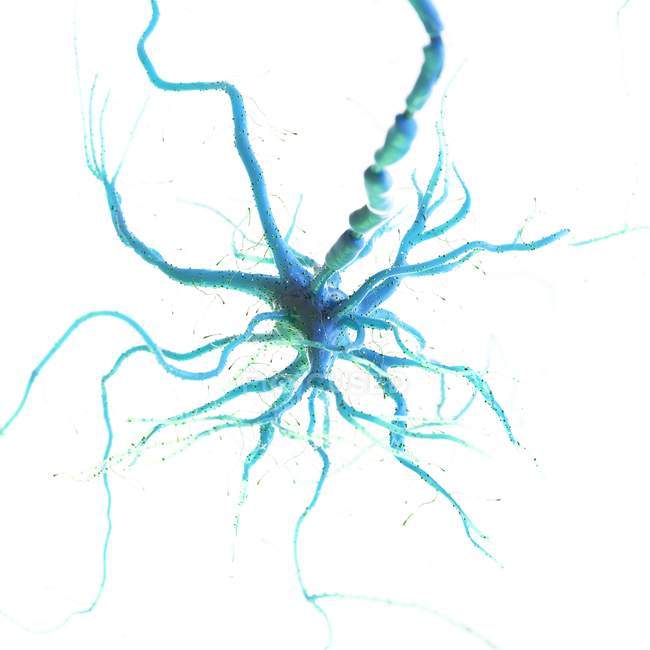 Blau gefärbte Nervenzelle auf weißem Hintergrund, digitale Illustration. — Stockfoto