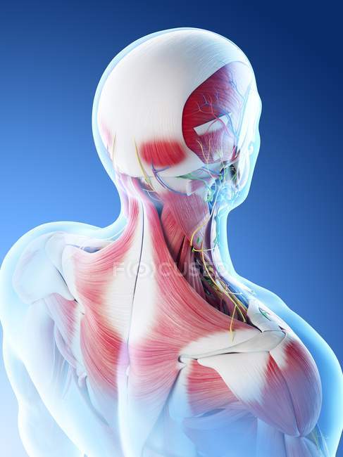 Чоловічі м'язи спини, шиї та голови, комп'ютерна ілюстрація . — стокове фото