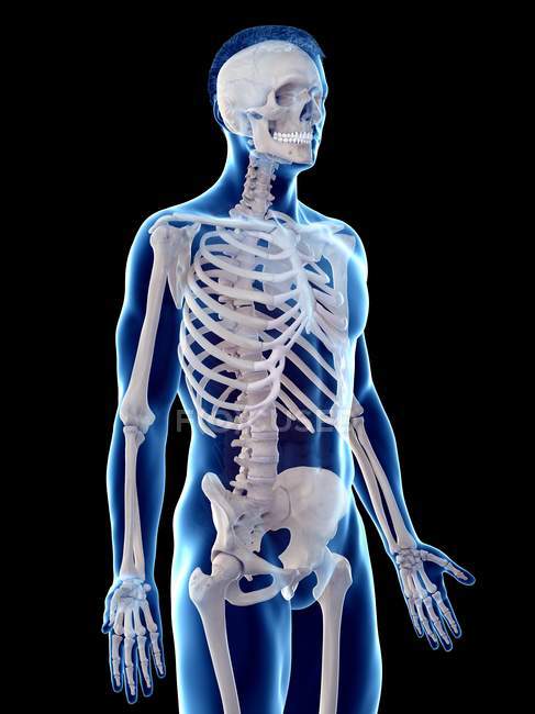 Esqueleto masculino en silueta de cuerpo transparente, ilustración por computadora
. - foto de stock