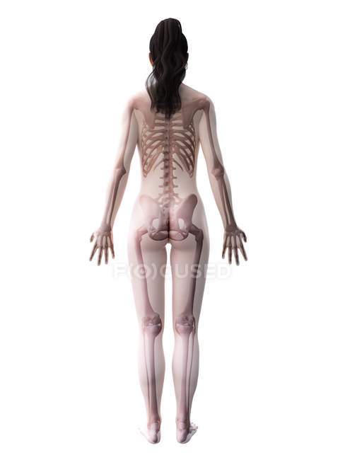 Female body silhouette with visible skeleton, digital illustration. — Stock Photo
