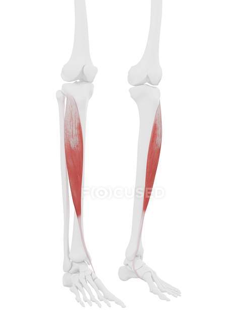 Menschliches Skelettmodell mit detailliertem Tibialis-Vordermuskel, Computerillustration. — Stockfoto