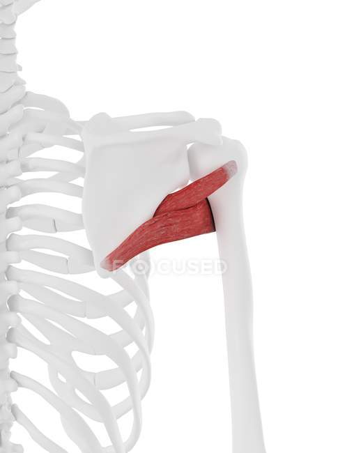 Modelo de esqueleto humano con detallado músculo mayor y menor de Teres, ilustración por computadora
. — Stock Photo
