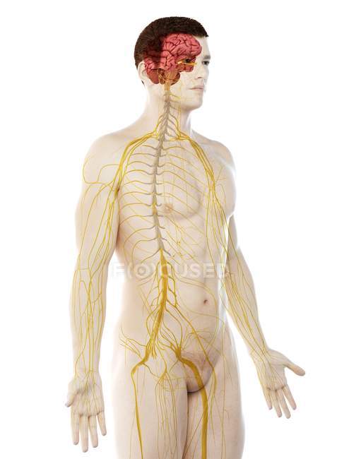 Anatomie masculine montrant le cerveau et le système nerveux, illustration par ordinateur . — Photo de stock