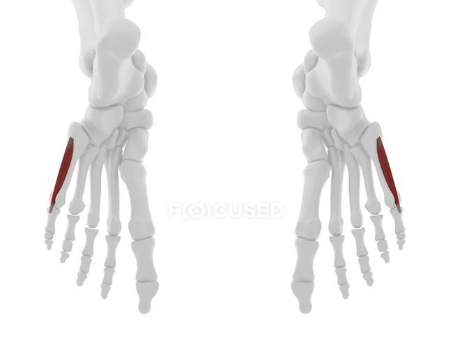 Menschliches Skelettstück mit detaillierten roten Flexor digiti minimi brevis Muskeln, digitale Illustration. — Stockfoto