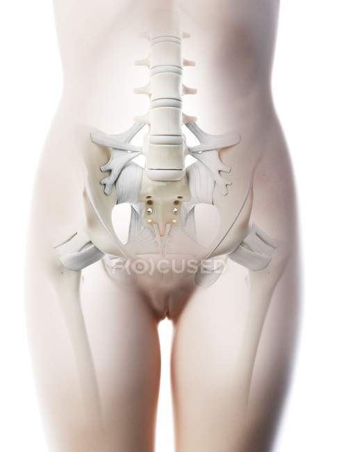 Anatomia del bacino femminile e sistema scheletrico, illustrazione al computer . — Foto stock