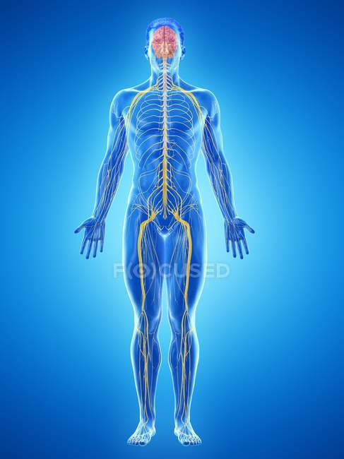 Sistema nervioso del cuerpo masculino, ilustración por computadora . - foto de stock