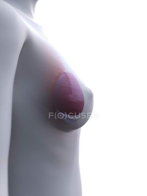 Анатомия грудных имплантатов в женском теле 3D модель, цифровая иллюстрация
. — стоковое фото