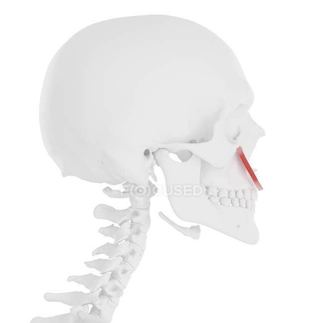 Calavera humana con detalle rojo Levator labii músculo superior, ilustración digital . - foto de stock
