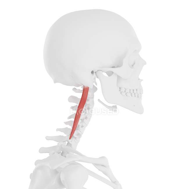 Human skull with detailed red Longissimus capitis muscle, digital illustration. — Stock Photo
