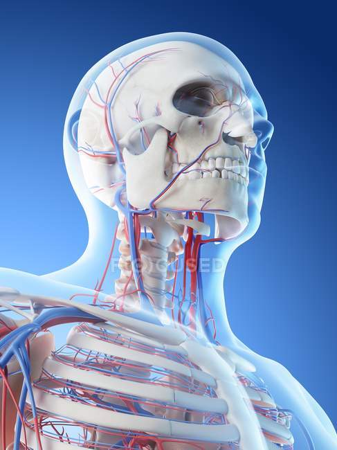 Sistema vascular del cuello en el cuerpo masculino, ilustración por ordenador
. - foto de stock