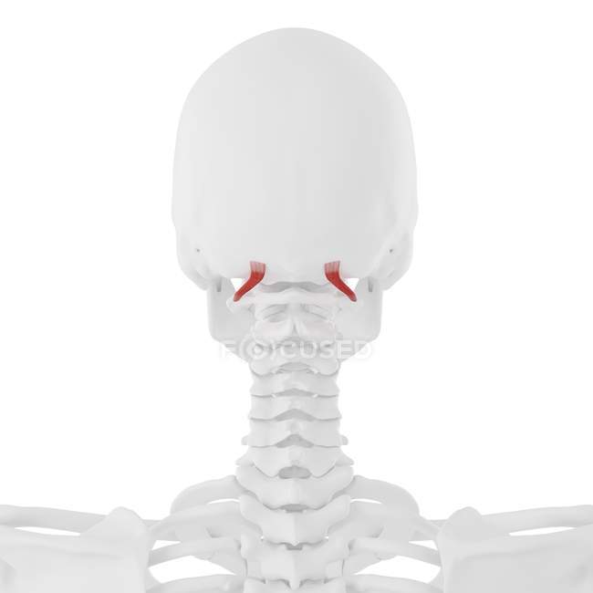 Человеческий скелет с красным цветом Obliquus превосходный капит мышцы, цифровая иллюстрация . — стоковое фото