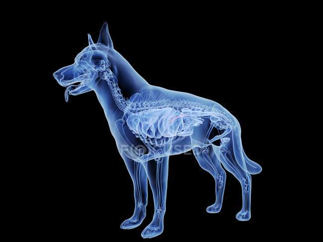 Silhueta de cão com pâncreas de cor vermelha sobre fundo preto, ilustração digital . — Fotografia de Stock