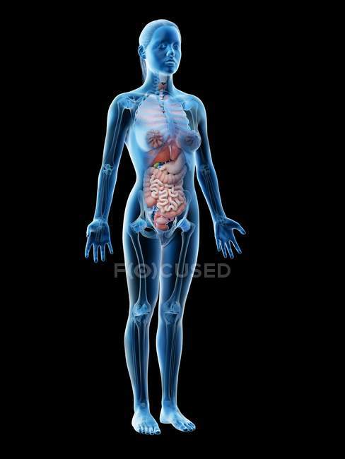 Modelo del cuerpo humano que muestra la anatomía femenina con órganos internos, ilustración de renderizado 3D digital . - foto de stock