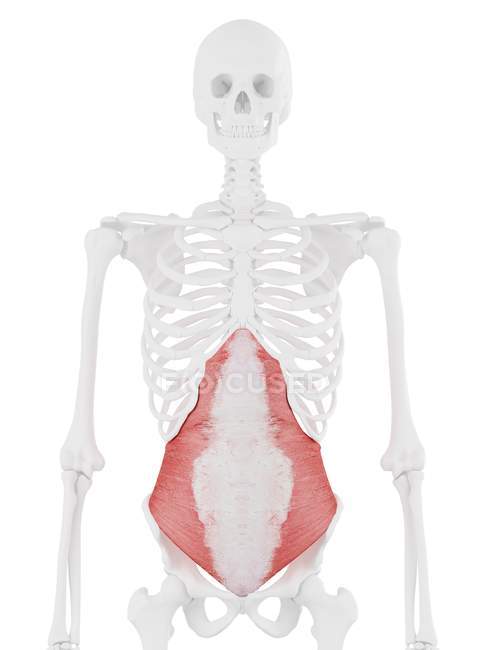 Modelo de esqueleto humano com músculo transverso abdominal detalhado, ilustração computacional . — Fotografia de Stock