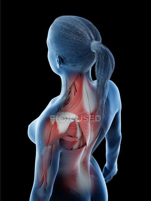 Жіноча мускулатура шиї і спини, комп'ютерна ілюстрація . — стокове фото