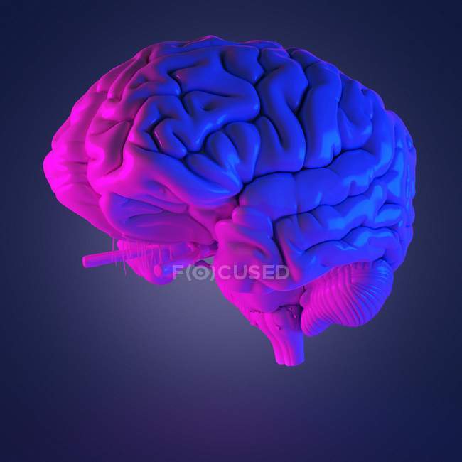 Реферат многоцветный человеческий мозг, компьютерная иллюстрация . — стоковое фото