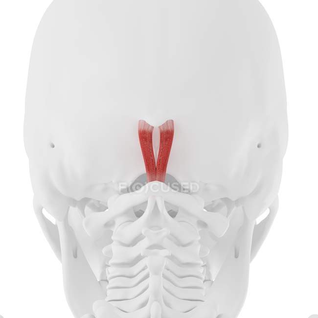 Esqueleto humano com vermelho colorido Rectus capitis músculo menor posterior, ilustração digital
. — Fotografia de Stock