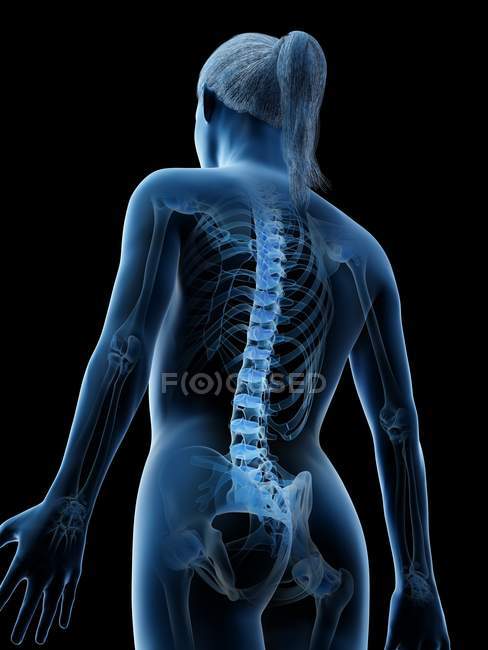 Cuerpo transparente femenino mostrando columna vertebral, ilustración digital . - foto de stock