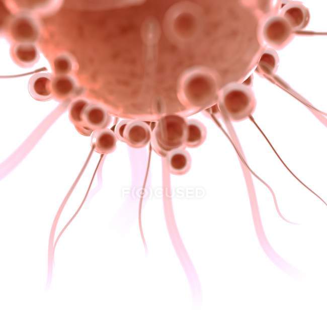 Digital conceptual illustration of fertilisation of egg cell with spermatozoa. — Stock Photo