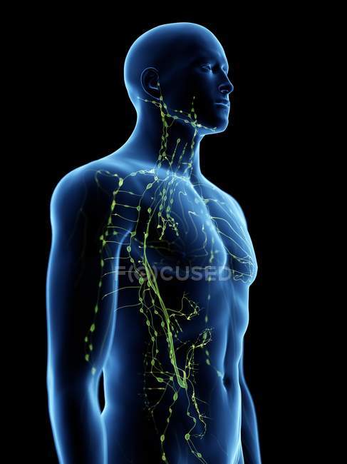 Абстрактное мужское тело с видимой лимфатической системой, цифровая иллюстрация . — стоковое фото