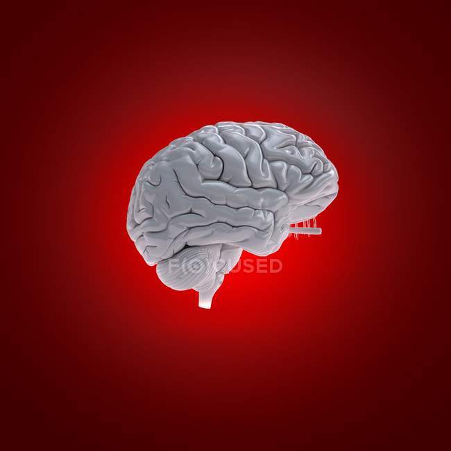 White human brain model on red background, digital illustration. — Stock Photo