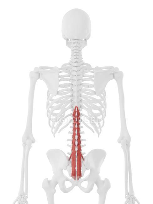 Esqueleto humano con músculo Multifidus de color rojo, ilustración digital
. - foto de stock