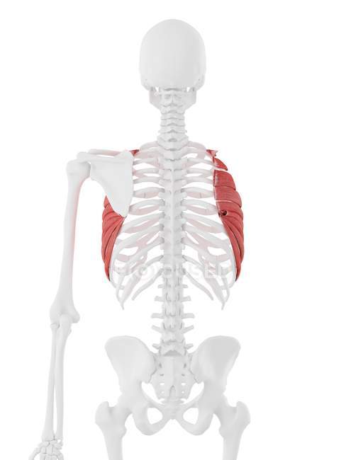 Human skeleton with red colored Serratus anterior muscle, digital illustration. — Stock Photo