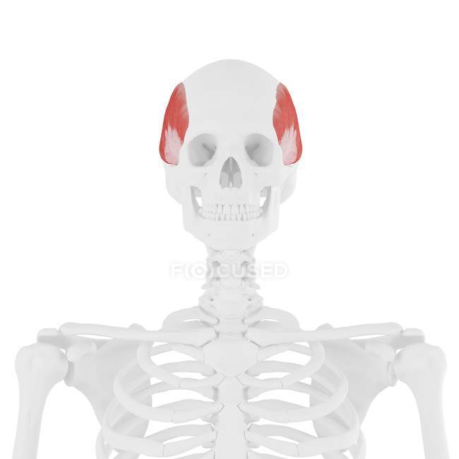 Modèle squelette humain avec muscle temporalis détaillé, illustration par ordinateur . — Photo de stock