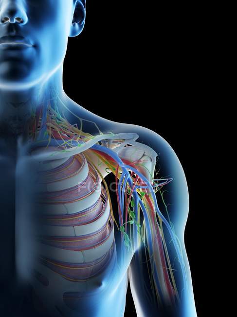 Anatomia della spalla maschile, illustrazione digitale . — Foto stock