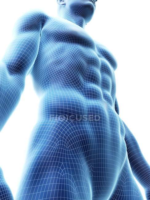 Representación 3d masculina que muestra los músculos abdominales, ilustración por computadora
. - foto de stock