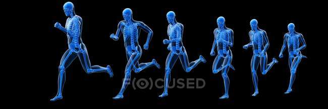 Zusammengesetzte digitale Darstellung des Läufers mit sichtbarem Skelett. — Stockfoto