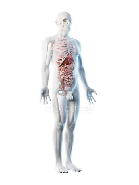Modelo corporal transparente que muestra anatomía masculina y órganos internos, ilustración digital
. - foto de stock