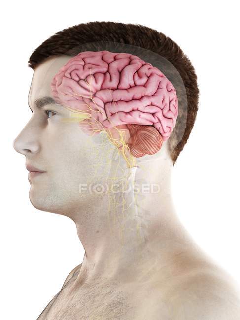 Anatomie des männlichen Körpers mit sichtbarem Gehirn, digitale Illustration. — Stockfoto