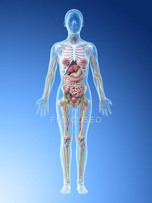 Modèle du corps humain montrant l'anatomie féminine avec des organes internes, illustration numérique de rendu 3D
. — Photo de stock