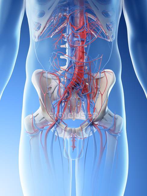 Кровоносні судини черевної порожнини, цифрова ілюстрація. — стокове фото
