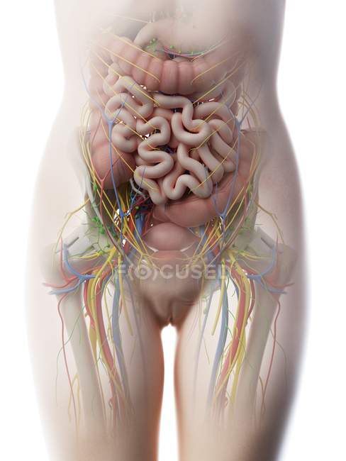 Женская анатомия брюшной полости и внутренних органов, компьютерная иллюстрация
. — стоковое фото