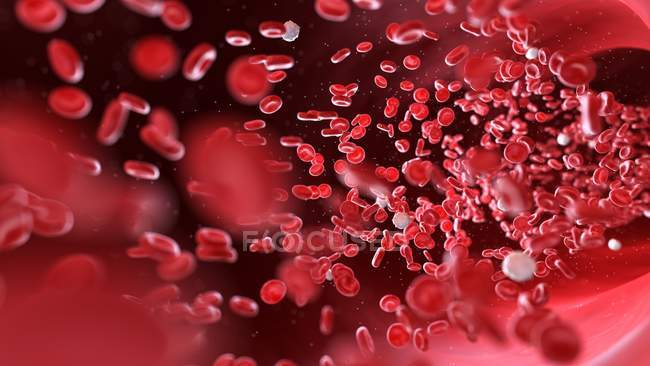 Эритроциты и лейкоциты кровяные тельца в кровеносных сосудах человека, цифровая иллюстрация
. — стоковое фото