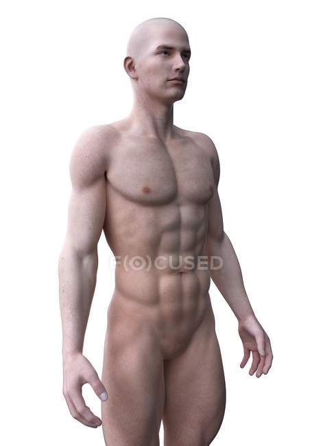 Абстрактный силуэт мускулистого человека, цифровая иллюстрация
. — стоковое фото