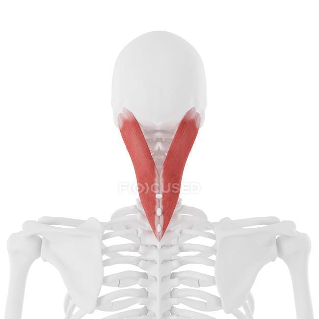 Esqueleto humano con músculo rojo detallado de la capitis del splenius, ilustración digital . - foto de stock