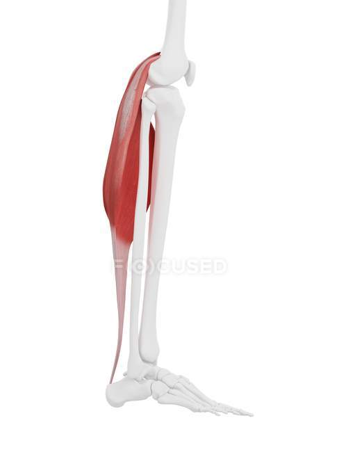 Parte del esqueleto humano con músculo Gastrocnemio rojo detallado, ilustración digital
. - foto de stock