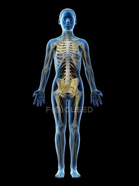 Silueta corporal femenina con sistema nervioso visible, ilustración por ordenador . - foto de stock