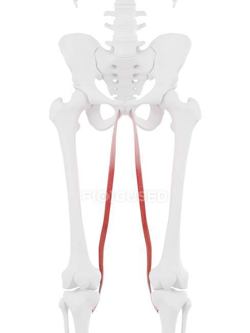 Часть скелета человека с подробным красным Gracilis мышцы, цифровая иллюстрация
. — стоковое фото