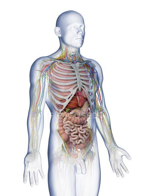 Анатомія верхнього тіла чоловіків та внутрішні органи, комп'ютерна ілюстрація . — стокове фото