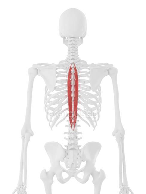 Menschliches Skelett mit rot gefärbtem Brustmuskel des Spinalis, digitale Illustration. — Stockfoto