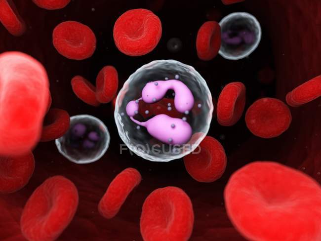 Neutrofilo nel sangue umano, illustrazione per computer . — Foto stock