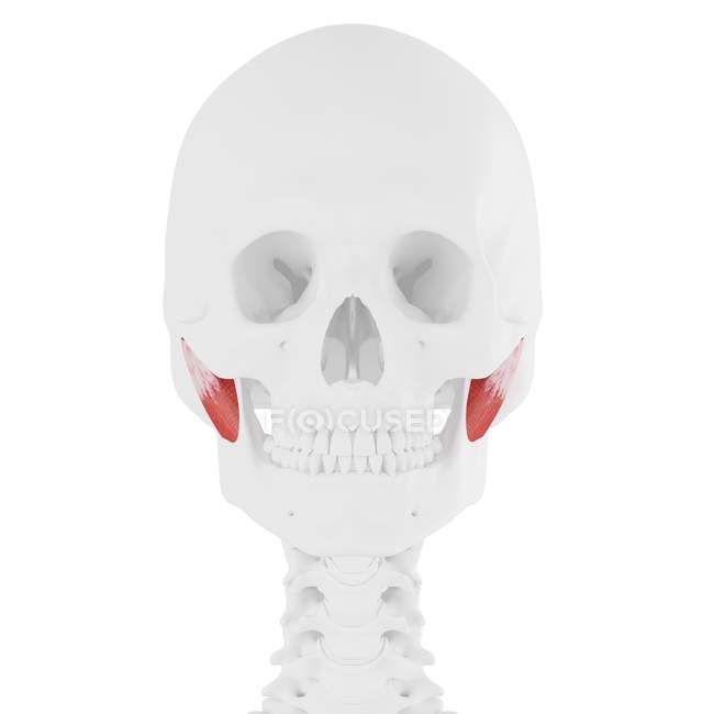 Esqueleto humano con músculo masetero profundo de color rojo, ilustración digital
. — Stock Photo