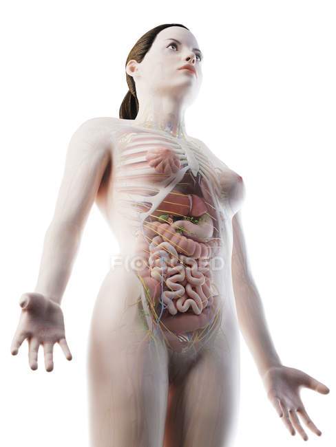 Anatomia da parte superior do corpo feminino e órgãos internos, ilustração computacional . — Fotografia de Stock