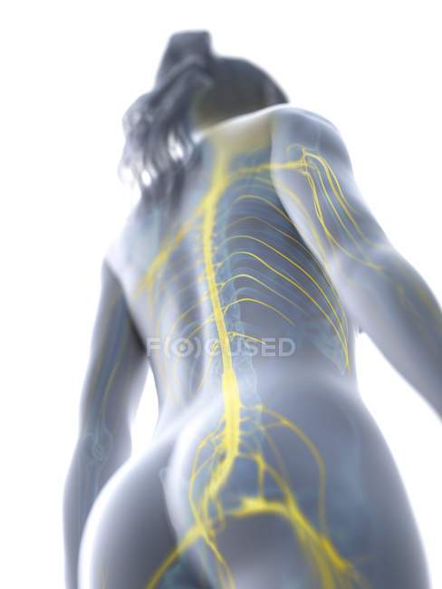 Низкий угол обзора спинного мозга в женском теле, компьютерная иллюстрация . — стоковое фото