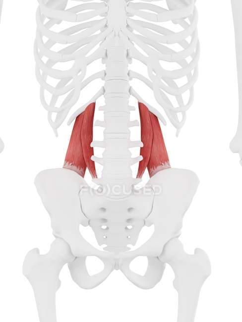 Человеческий скелет с красным цветом Quadratus lumborum мышцы, цифровая иллюстрация . — стоковое фото