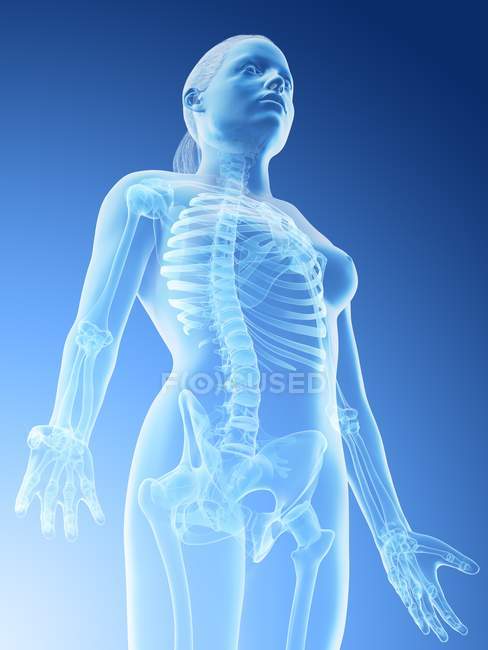 Huesos femeninos abstractos de la parte superior del cuerpo, ilustración por computadora . - foto de stock